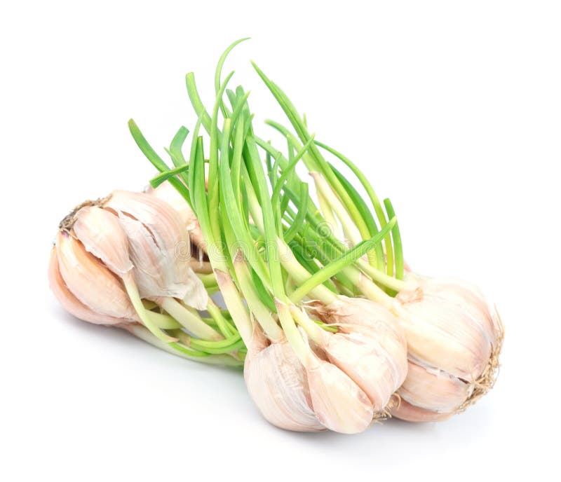 Sprouting garlic bulb stock image. Image of bulb, sprout 237410687