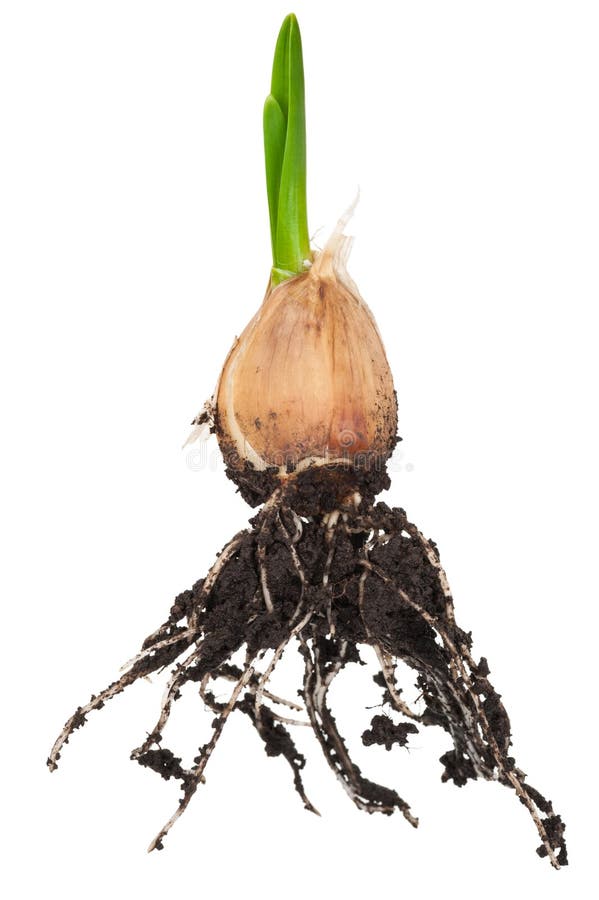 Sprouting garlic bulb stock image. Image of bulb, sprout 237410687