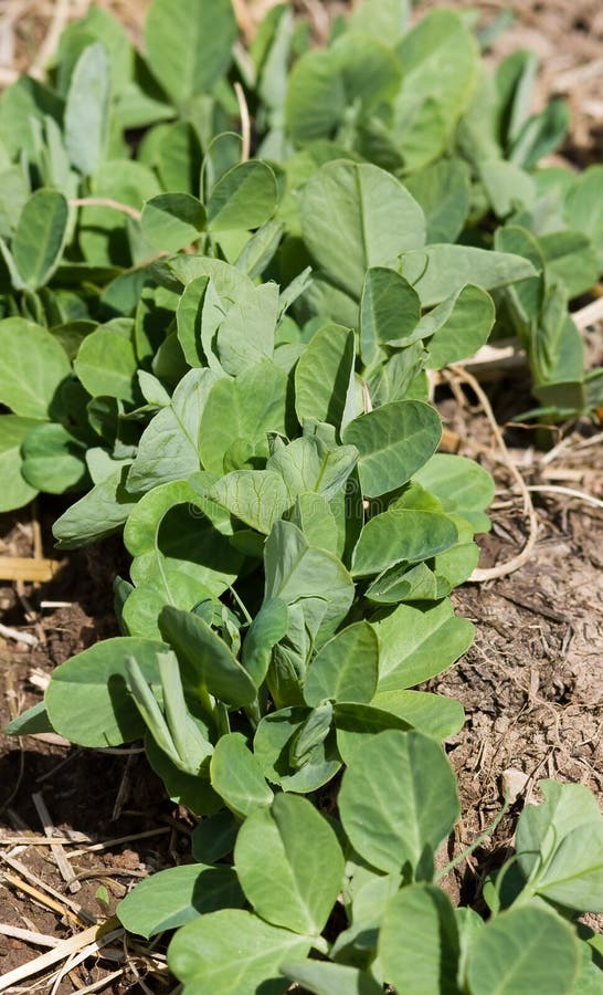 A vertical picture of a row of just sprouted pea plants. A vertical picture of a row of just sprouted pea plants.