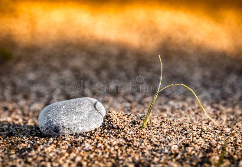 Sprouting plant and small stone stock image