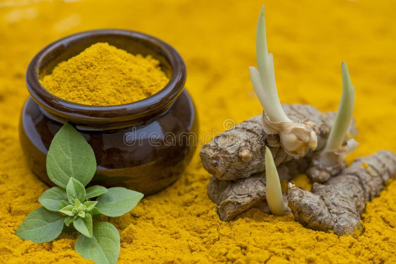 Sprouting turmeric roots stock photo. Image of aroma 100723880