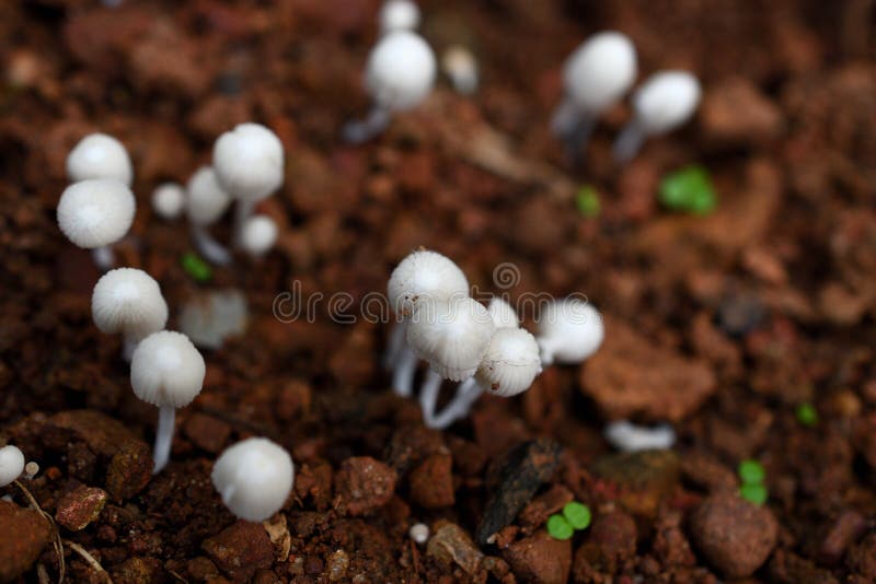 Sprouting white mushrooms and earth