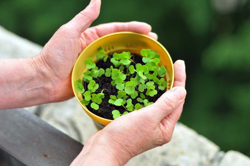 Sprouts of Arugula in Pot in Balcony Garden Stock Photo Image of