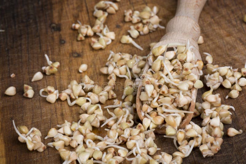 Sprouts of Buckwheat Groats on Spoon Stock Photo Image of dieting