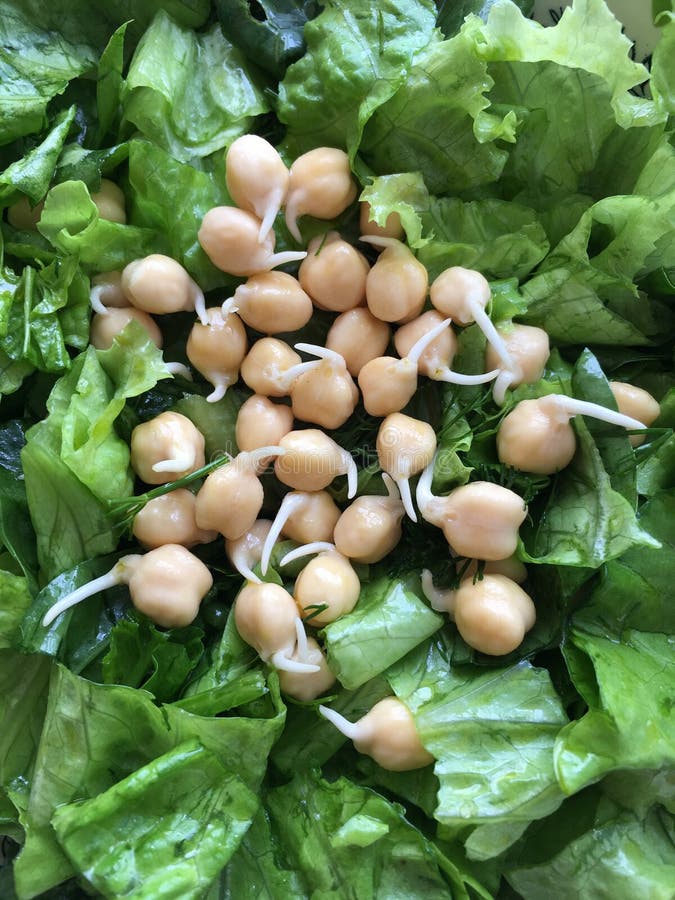 Sprouts of chickpea stock image. Image of chopsticks 17393153