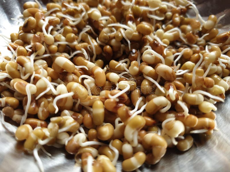 These are the Sprouts Grain S Stock Image Image of plant, breakfast