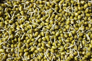 Sprouts Green Gram Stock Image Image Of Agriculture 113561311 Sprouts Green Gram Stock Image Image Of Agriculture 113561311