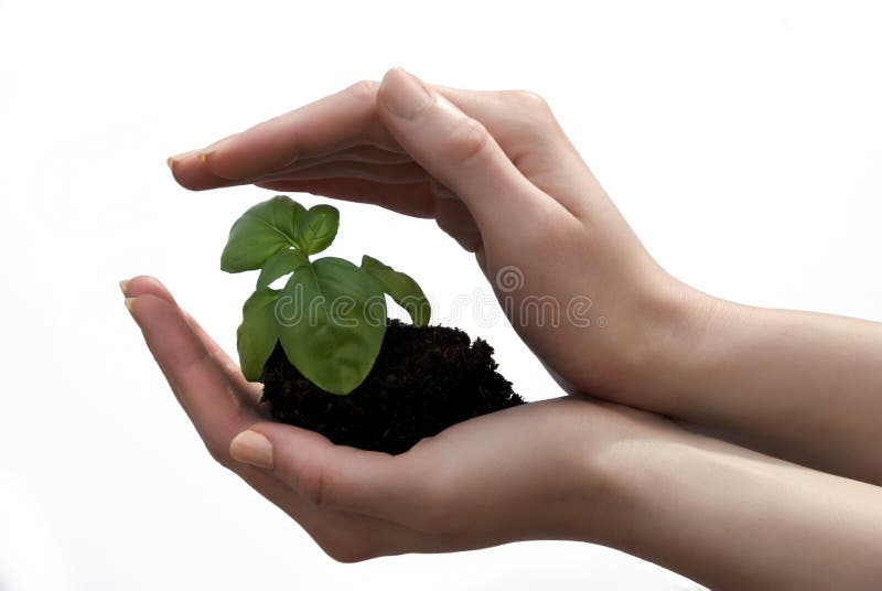 Sprouts in the hands