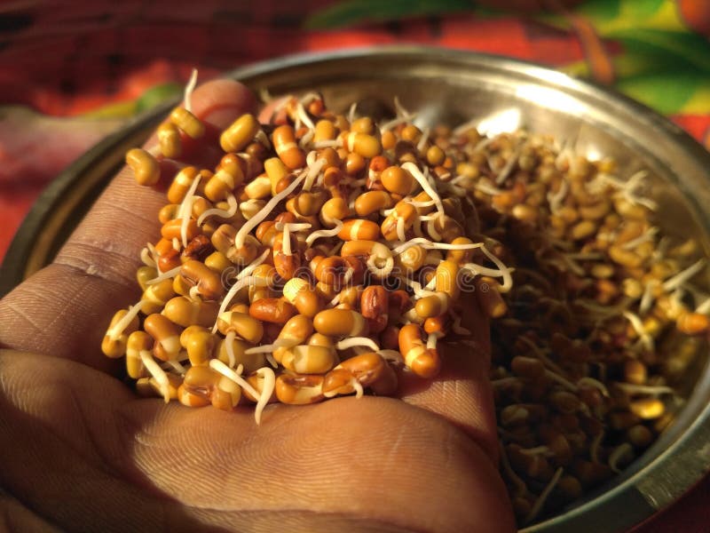 Sprouts for Healthy Diet at Morning Breakfast Stock Photo Image of