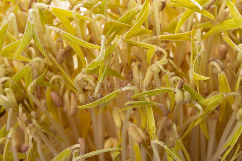 growing mung bean sprouts growing mung bean sprouts
