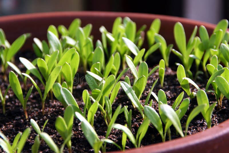 Sprouts of Pot Marigold stock photo. Image of herb, marigold 14470544