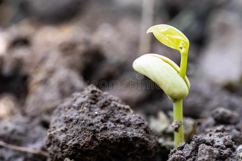 Sprouts of Vegetables in the Ground Growing Plants Farming Stock Image