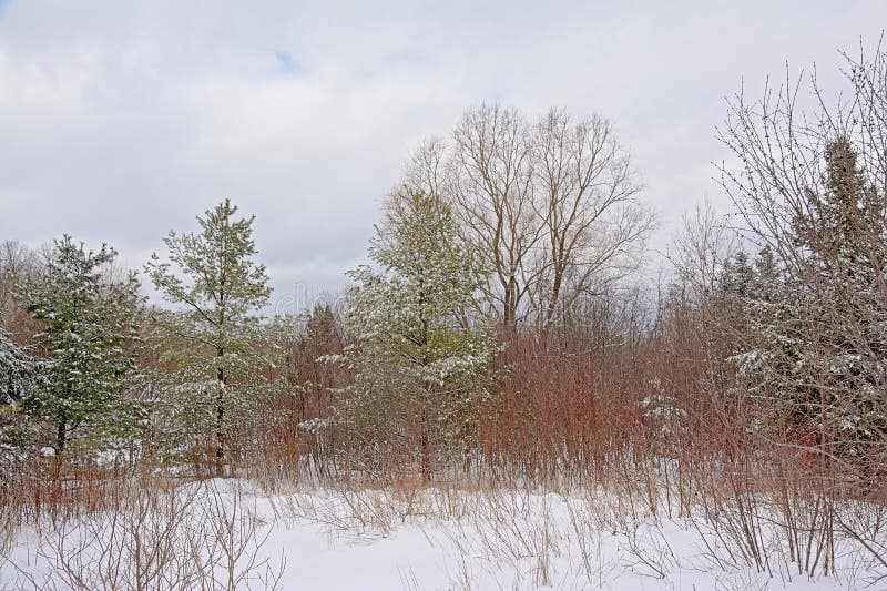 Spruce and bare trees and shrubs in the snow in Gatineau park, Quebec royalty free stock images