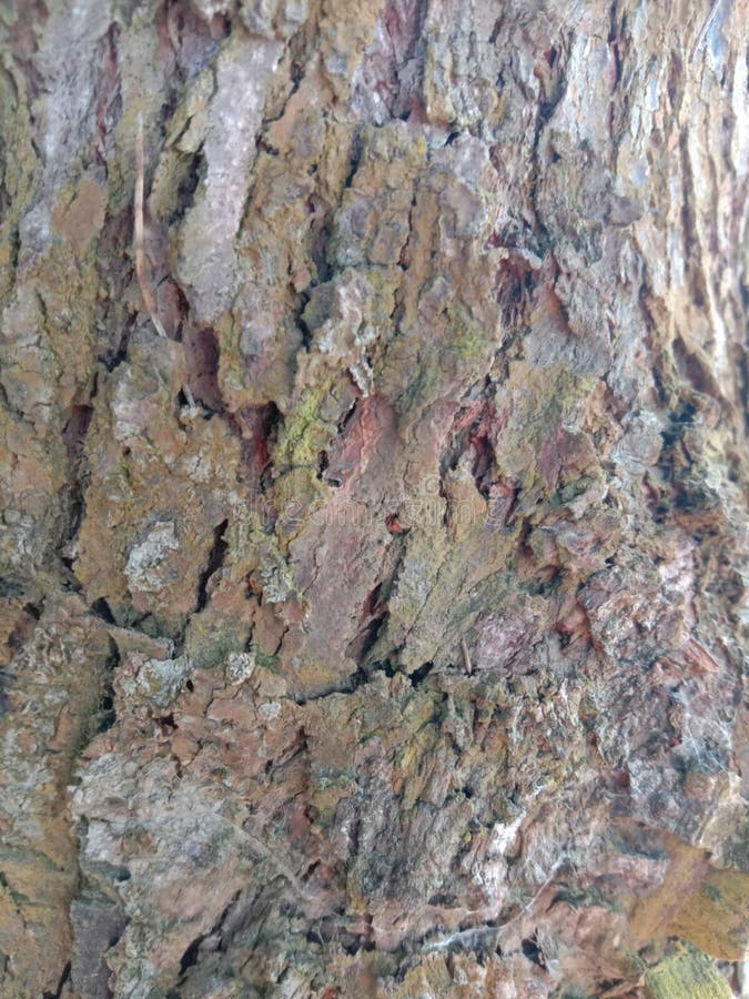 Spruce bark looks rough and also craked royalty free stock photos