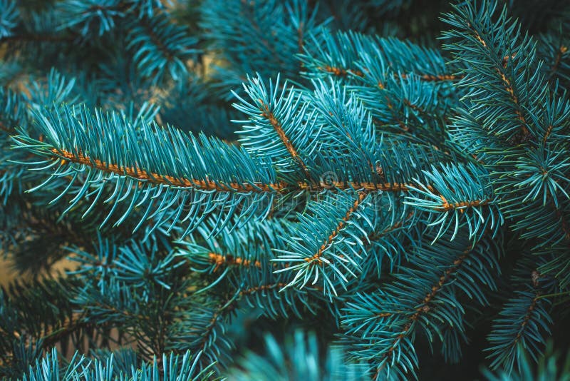 Spruce blue branch, evergreen, fir coniferous background. Frame of pine needles close-up. Pine-tree. Scotch fir. Green branches of royalty free stock image Spruce blue branch, evergreen, fir coniferous background. Frame of pine needles close-up. Pine-tree. Scotch fir. Green branches of royalty free stock image