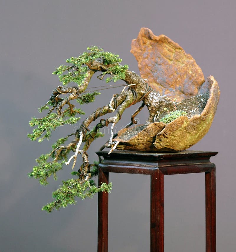 Spruce bonsai