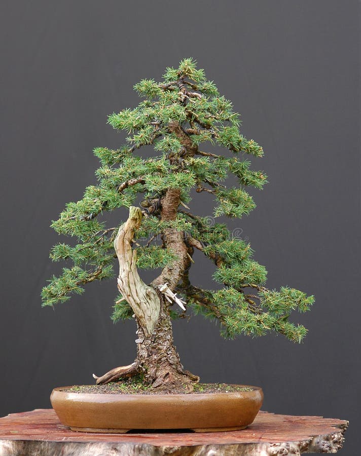 Spruce bonsai