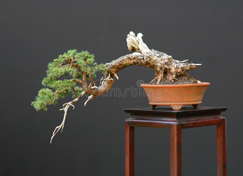 Spruce bonsai cascade