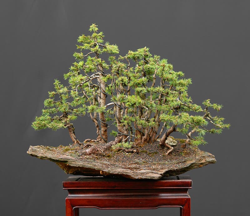 View Bonsai Picea Background - Bonsai Tree For Sale Near Me