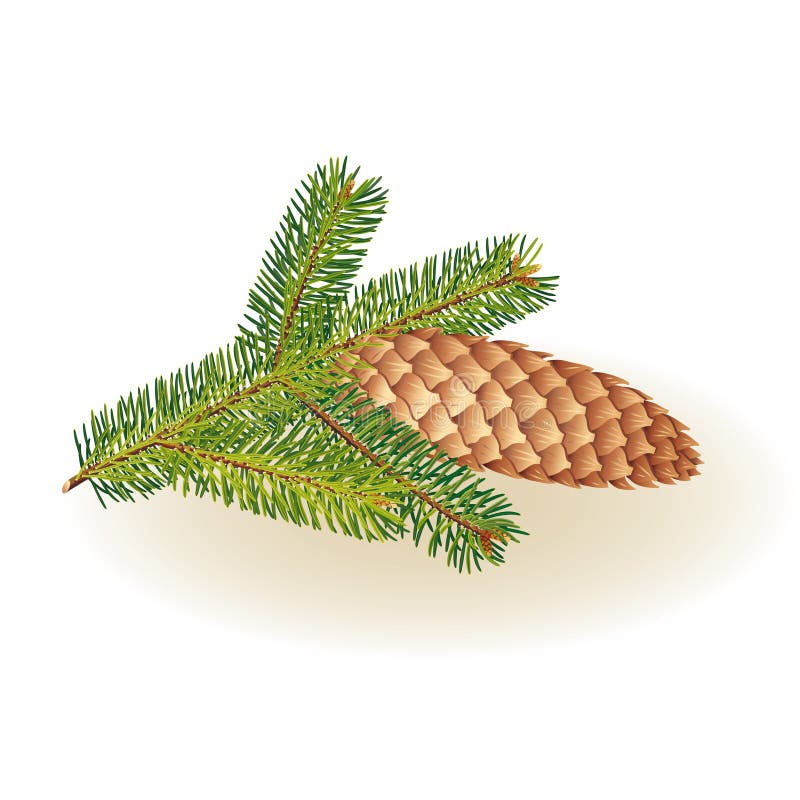 Pine Tree Evergreen Branches Cones Vector Stock Vector (Royalty Free)  1856505937