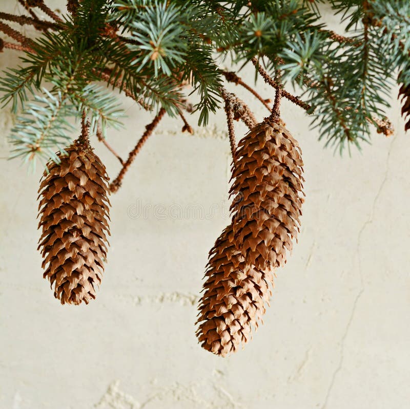 Spruce Branch with Large Cones Hanging from the Wall in the Interior of ...