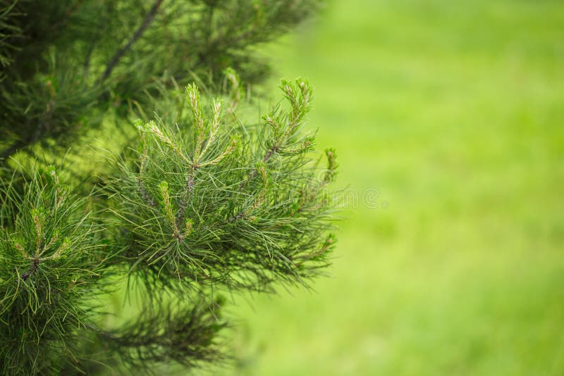 Spruce Branch.macro.small GRIP Stock Photo - Image of ...