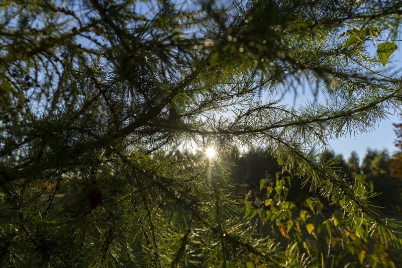Spruce branches with green needles stock photography