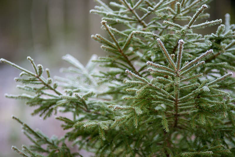 Download Spruce In A Cold And Frosty Forest Stock Image - Image of swedish, wilderness: 106814791