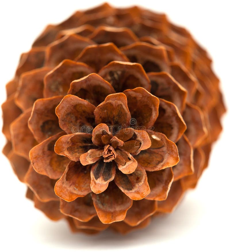 Spicebush Log: Pine Cones