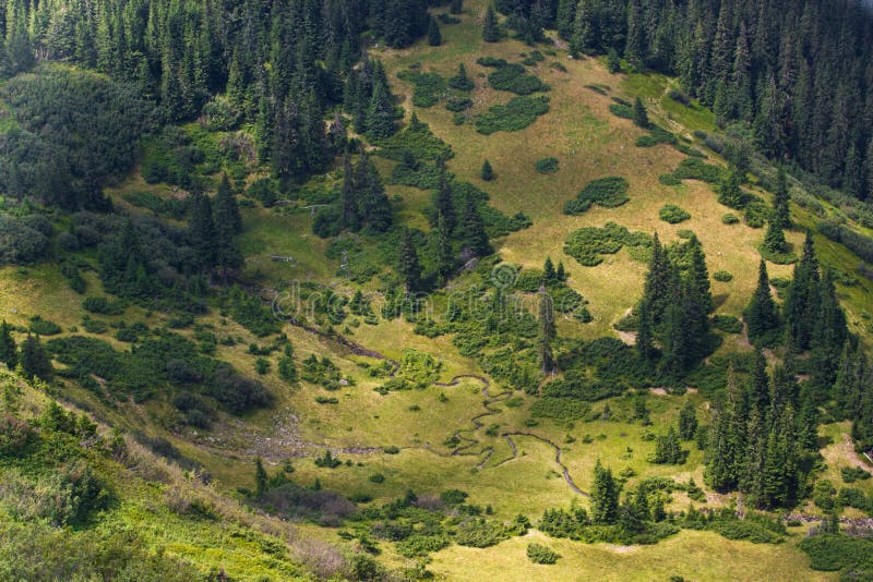 Spruce fir forest in the Ukrainian Carpathians. Sustainable clear ecosystem. Direction. dirt road