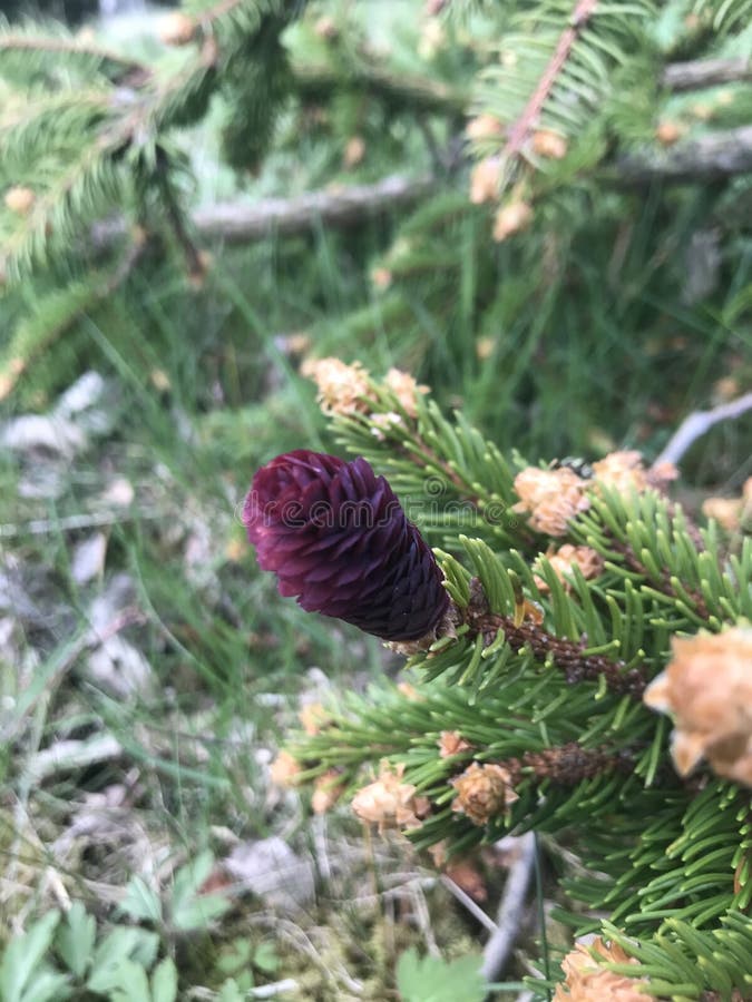 Spruce Flower Forming into a Purple Cone, Purple, Tree Stock Image