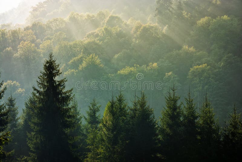 Spruce forest on foggy sunrise in mountains