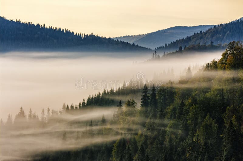 Spruce forest on a hill side in fog
