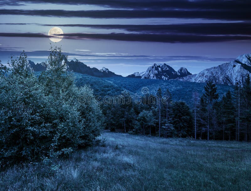 Spruce forest on a meadow in Tatras at night stock photos Spruce forest on a meadow in Tatras at night stock photos