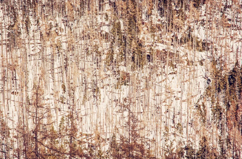 Spruce forest after natural disaster in High Tatras