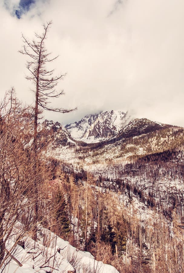 Spruce forest after natural disaster in High Tatras, red filter