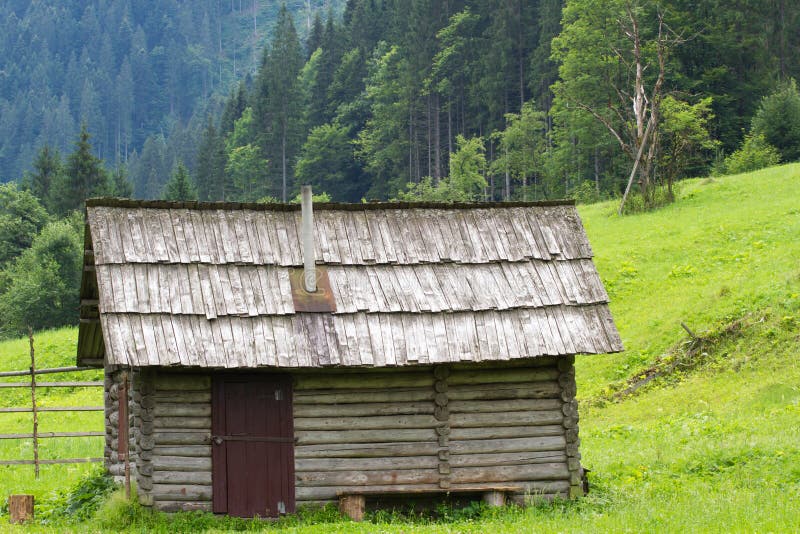 Spruce forest in the Ukrainian Carpathians. Sustainable clear ecosystem