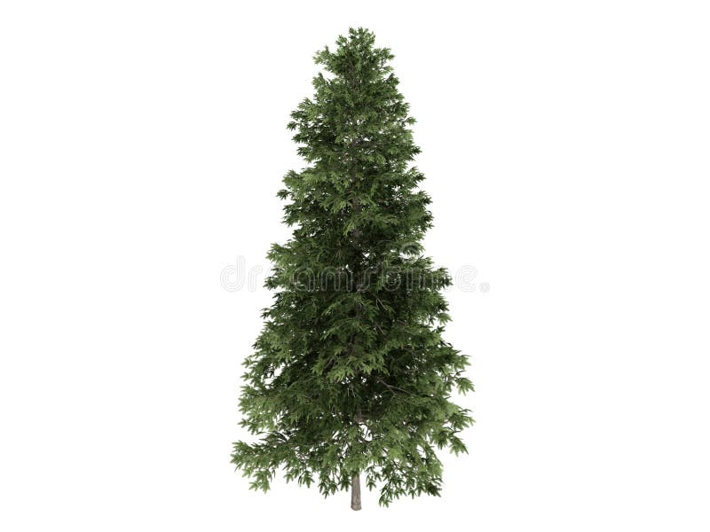 Rendered 3d isolated spruce (Picea abies). Rendered 3d isolated spruce (Picea abies)