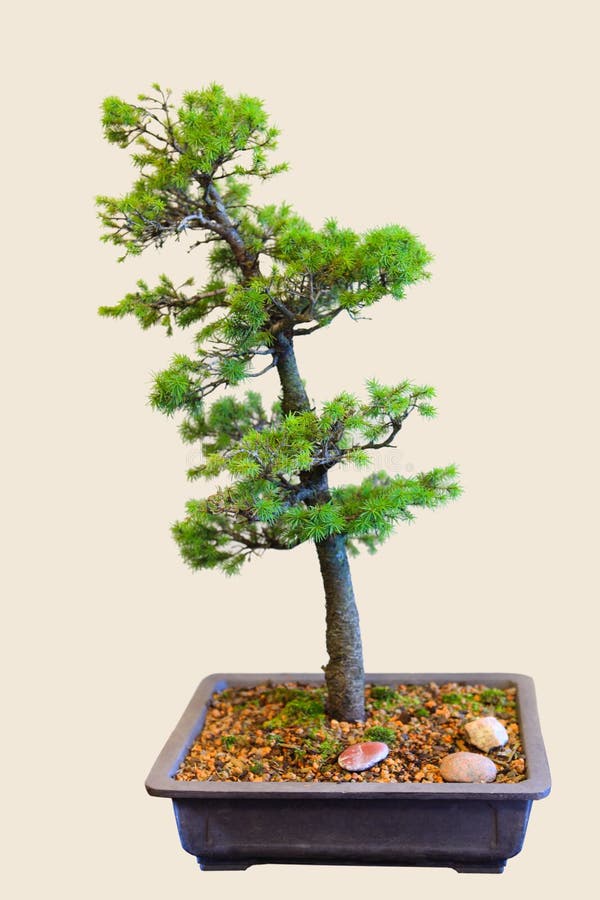 Spruce Pine Bonsai stock photography