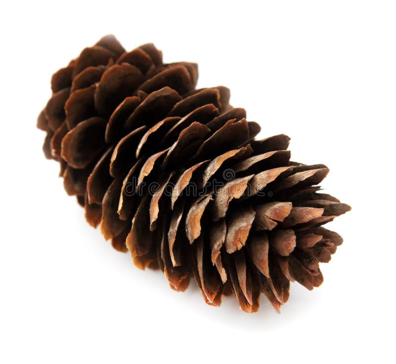 Spruce Pine Cone on White Background Stock Photo - Image of life