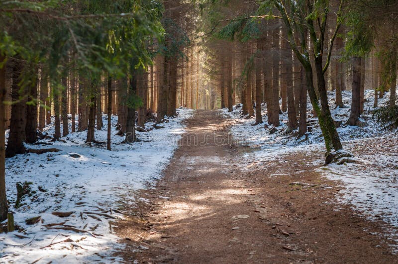 Spruce pine forest path way, winter snow covered landscape