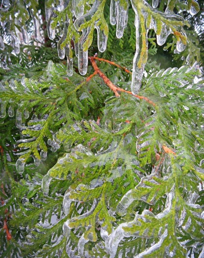 Spruce, Pine Needles. Freezing Rain. Stock Photo Image of covered