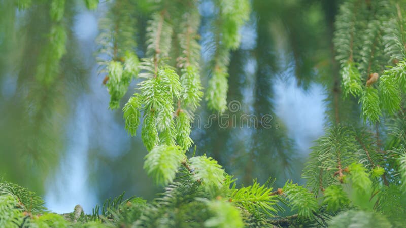 Spruce shoots in the forest. Young shoots on spruce branches in spring. Slow motion. stock photography