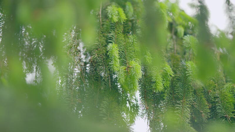 Spruce shoots in the forest. Young shoots on spruce branches in spring. Slow motion. stock image