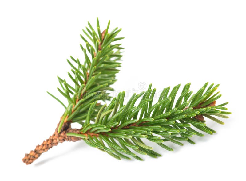 Spruce sprig