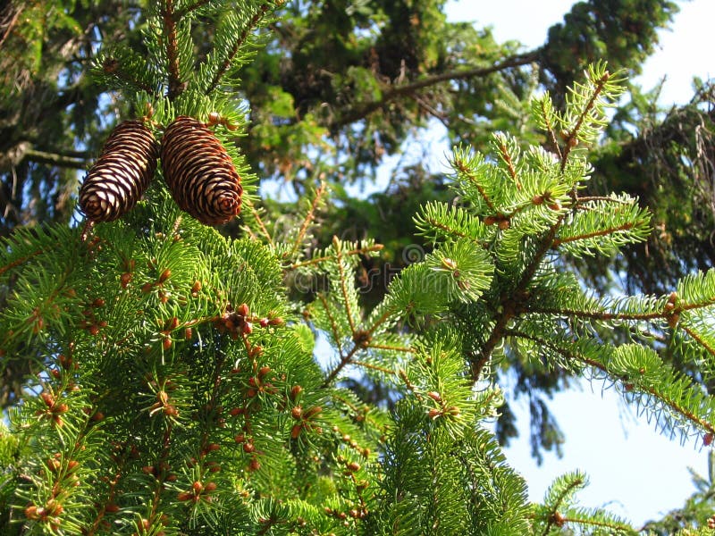 Spruce in spring