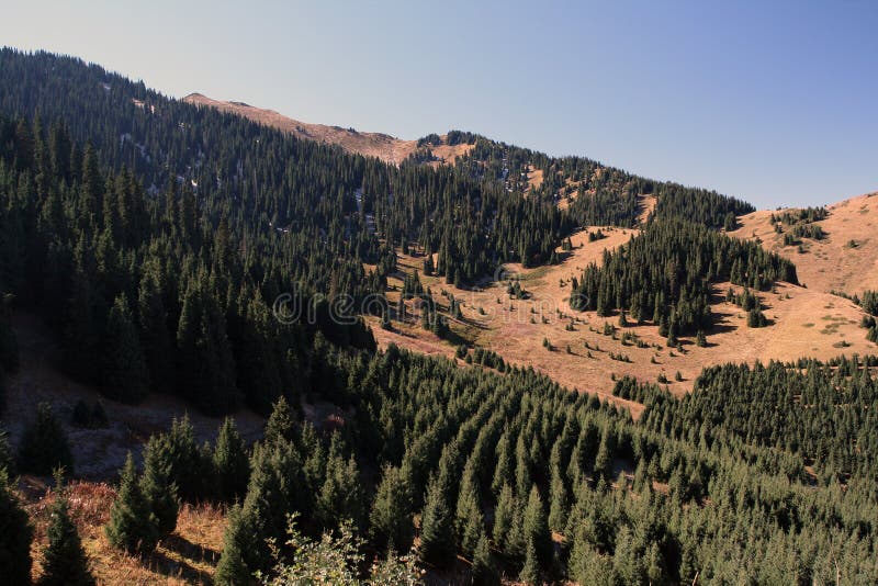 Spruce of the Tien Shan mountains of Kazakhstan stock photos Spruce of the Tien Shan mountains of Kazakhstan stock photos
