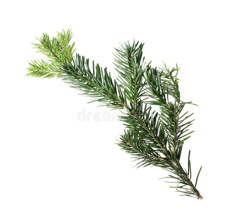 Spruce tree branch