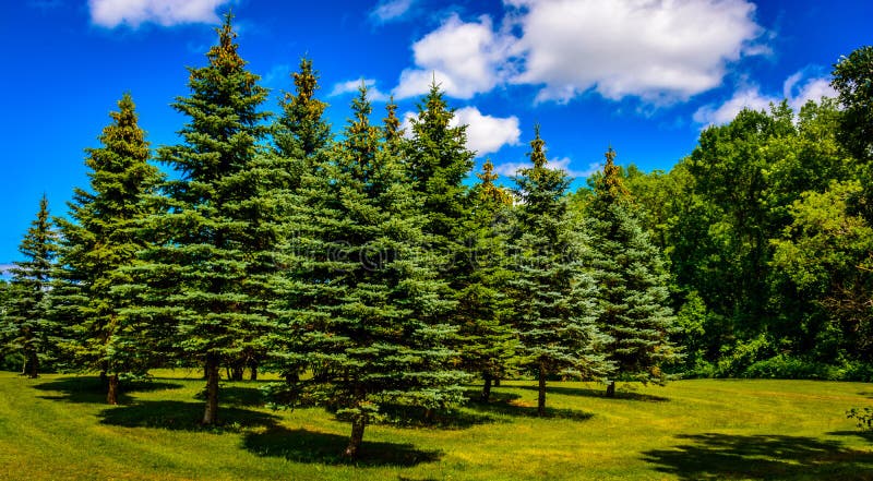 Spruce tree grove set in public access parkland.