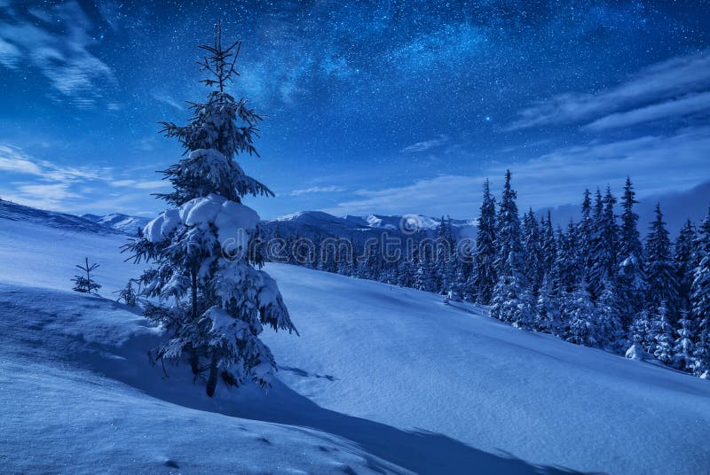Spruce tree on a mountain hill covered with snow